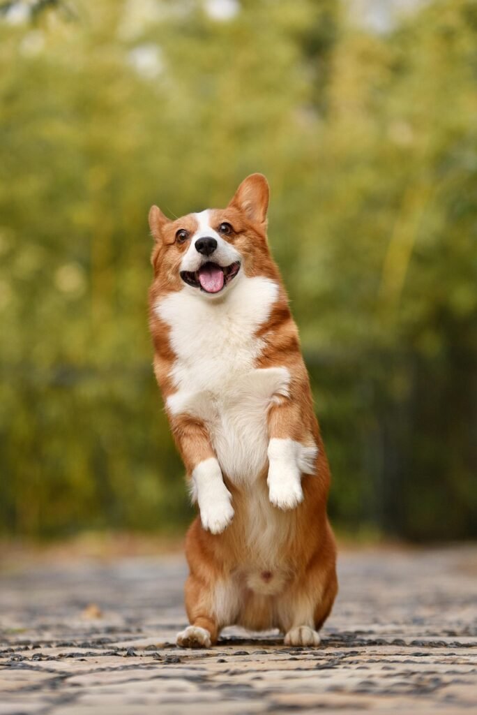 pet adoption, pet supplies, dog breeds, cat breeds, pet training, pet health, pet food, pet insurance, pet grooming, pet travel, pet photography, pet safety, vet clinics near me, best dog food, best cat food, cat litter, dog toys, cat toys, pet stores near me, dog walking, pet sitting, dog daycare, dog park near me, cat cafes near me, hypoallergenic dogs, senior dog care, puppy training, kitten care, cat behavior problems, dog behavior problems, pet loss, pet wellness, spaying and neutering pets, microchipping pets, traveling with pets, pet-friendly hotels, volunteering at animal shelters, donating to animal shelters, DIY pet enrichment, homemade pet treats, healthy pet recipes, best pet cameras, pet GPS trackers, automatic pet feeders, best pet beds, best scratching posts for cats, cat furniture, dog collars and leashes, pet carriers, ethical pet breeding, responsible pet ownership, exotic pets, aquarium fish care, reptile care, bird care, small animal care, senior pet care, multi-pet households, introducing new pets, pet first aid, signs of illness in pets, pet emergency preparedness, adopting senior pets, adopting special needs pets, fostering pets, finding lost pets, and responsible pet waste disposal.
