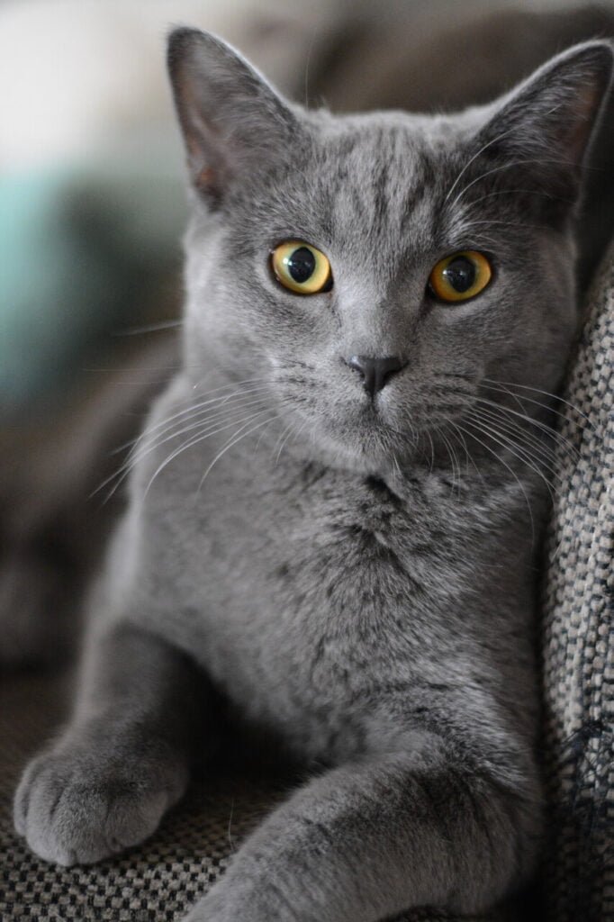 pet adoption, pet supplies, dog breeds, cat breeds, pet training, pet health, pet food, pet insurance, pet grooming, pet travel, pet photography, pet safety, vet clinics near me, best dog food, best cat food, cat litter, dog toys, cat toys, pet stores near me, dog walking, pet sitting, dog daycare, dog park near me, cat cafes near me, hypoallergenic dogs, senior dog care, puppy training, kitten care, cat behavior problems, dog behavior problems, pet loss, pet wellness, spaying and neutering pets, microchipping pets, traveling with pets, pet-friendly hotels, volunteering at animal shelters, donating to animal shelters, DIY pet enrichment, homemade pet treats, healthy pet recipes, best pet cameras, pet GPS trackers, automatic pet feeders, best pet beds, best scratching posts for cats, cat furniture, dog collars and leashes, pet carriers, ethical pet breeding, responsible pet ownership, exotic pets, aquarium fish care, reptile care, bird care, small animal care, senior pet care, multi-pet households, introducing new pets, pet first aid, signs of illness in pets, pet emergency preparedness, adopting senior pets, adopting special needs pets, fostering pets, finding lost pets, and responsible pet waste disposal.