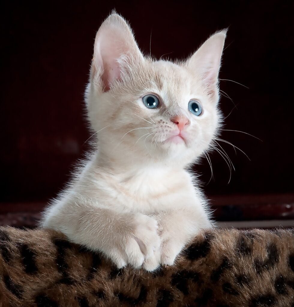 pet adoption, pet supplies, dog breeds, cat breeds, pet training, pet health, pet food, pet insurance, pet grooming, pet travel, pet photography, pet safety, vet clinics near me, best dog food, best cat food, cat litter, dog toys, cat toys, pet stores near me, dog walking, pet sitting, dog daycare, dog park near me, cat cafes near me, hypoallergenic dogs, senior dog care, puppy training, kitten care, cat behavior problems, dog behavior problems, pet loss, pet wellness, spaying and neutering pets, microchipping pets, traveling with pets, pet-friendly hotels, volunteering at animal shelters, donating to animal shelters, DIY pet enrichment, homemade pet treats, healthy pet recipes, best pet cameras, pet GPS trackers, automatic pet feeders, best pet beds, best scratching posts for cats, cat furniture, dog collars and leashes, pet carriers, ethical pet breeding, responsible pet ownership, exotic pets, aquarium fish care, reptile care, bird care, small animal care, senior pet care, multi-pet households, introducing new pets, pet first aid, signs of illness in pets, pet emergency preparedness, adopting senior pets, adopting special needs pets, fostering pets, finding lost pets, and responsible pet waste disposal.