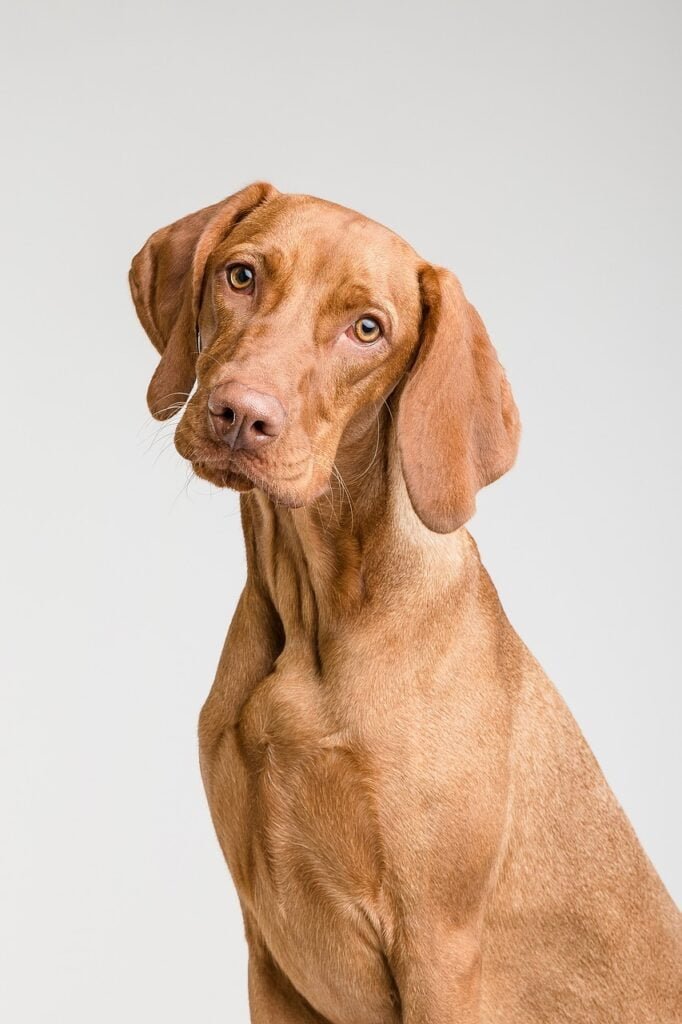 pet adoption, pet supplies, dog breeds, cat breeds, pet training, pet health, pet food, pet insurance, pet grooming, pet travel, pet photography, pet safety, vet clinics near me, best dog food, best cat food, cat litter, dog toys, cat toys, pet stores near me, dog walking, pet sitting, dog daycare, dog park near me, cat cafes near me, hypoallergenic dogs, senior dog care, puppy training, kitten care, cat behavior problems, dog behavior problems, pet loss, pet wellness, spaying and neutering pets, microchipping pets, traveling with pets, pet-friendly hotels, volunteering at animal shelters, donating to animal shelters, DIY pet enrichment, homemade pet treats, healthy pet recipes, best pet cameras, pet GPS trackers, automatic pet feeders, best pet beds, best scratching posts for cats, cat furniture, dog collars and leashes, pet carriers, ethical pet breeding, responsible pet ownership, exotic pets, aquarium fish care, reptile care, bird care, small animal care, senior pet care, multi-pet households, introducing new pets, pet first aid, signs of illness in pets, pet emergency preparedness, adopting senior pets, adopting special needs pets, fostering pets, finding lost pets, and responsible pet waste disposal.