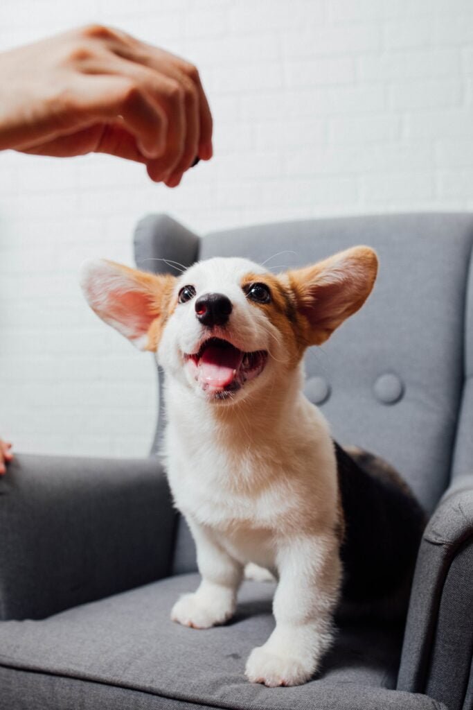 pet adoption, pet supplies, dog breeds, cat breeds, pet training, pet health, pet food, pet insurance, pet grooming, pet travel, pet photography, pet safety, vet clinics near me, best dog food, best cat food, cat litter, dog toys, cat toys, pet stores near me, dog walking, pet sitting, dog daycare, dog park near me, cat cafes near me, hypoallergenic dogs, senior dog care, puppy training, kitten care, cat behavior problems, dog behavior problems, pet loss, pet wellness, spaying and neutering pets, microchipping pets, traveling with pets, pet-friendly hotels, volunteering at animal shelters, donating to animal shelters, DIY pet enrichment, homemade pet treats, healthy pet recipes, best pet cameras, pet GPS trackers, automatic pet feeders, best pet beds, best scratching posts for cats, cat furniture, dog collars and leashes, pet carriers, ethical pet breeding, responsible pet ownership, exotic pets, aquarium fish care, reptile care, bird care, small animal care, senior pet care, multi-pet households, introducing new pets, pet first aid, signs of illness in pets, pet emergency preparedness, adopting senior pets, adopting special needs pets, fostering pets, finding lost pets, and responsible pet waste disposal.
