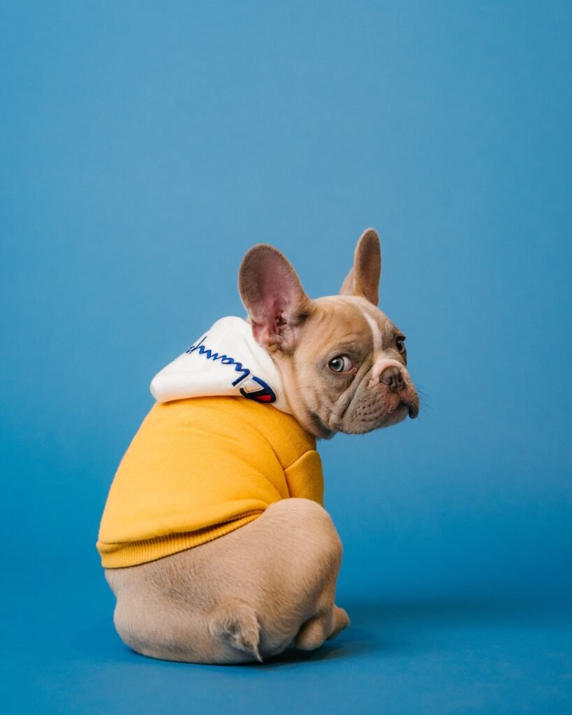 pet adoption, pet supplies, dog breeds, cat breeds, pet training, pet health, pet food, pet insurance, pet grooming, pet travel, pet photography, pet safety, vet clinics near me, best dog food, best cat food, cat litter, dog toys, cat toys, pet stores near me, dog walking, pet sitting, dog daycare, dog park near me, cat cafes near me, hypoallergenic dogs, senior dog care, puppy training, kitten care, cat behavior problems, dog behavior problems, pet loss, pet wellness, spaying and neutering pets, microchipping pets, traveling with pets, pet-friendly hotels, volunteering at animal shelters, donating to animal shelters, DIY pet enrichment, homemade pet treats, healthy pet recipes, best pet cameras, pet GPS trackers, automatic pet feeders, best pet beds, best scratching posts for cats, cat furniture, dog collars and leashes, pet carriers, ethical pet breeding, responsible pet ownership, exotic pets, aquarium fish care, reptile care, bird care, small animal care, senior pet care, multi-pet households, introducing new pets, pet first aid, signs of illness in pets, pet emergency preparedness, adopting senior pets, adopting special needs pets, fostering pets, finding lost pets, and responsible pet waste disposal.