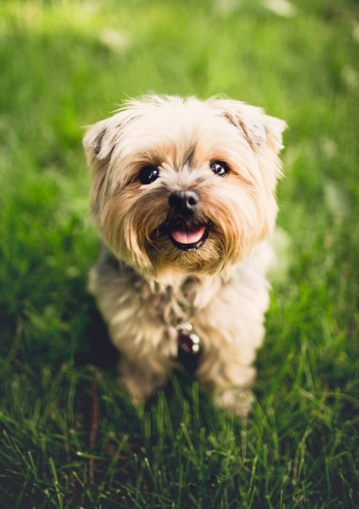 pet adoption, pet supplies, dog breeds, cat breeds, pet training, pet health, pet food, pet insurance, pet grooming, pet travel, pet photography, pet safety, vet clinics near me, best dog food, best cat food, cat litter, dog toys, cat toys, pet stores near me, dog walking, pet sitting, dog daycare, dog park near me, cat cafes near me, hypoallergenic dogs, senior dog care, puppy training, kitten care, cat behavior problems, dog behavior problems, pet loss, pet wellness, spaying and neutering pets, microchipping pets, traveling with pets, pet-friendly hotels, volunteering at animal shelters, donating to animal shelters, DIY pet enrichment, homemade pet treats, healthy pet recipes, best pet cameras, pet GPS trackers, automatic pet feeders, best pet beds, best scratching posts for cats, cat furniture, dog collars and leashes, pet carriers, ethical pet breeding, responsible pet ownership, exotic pets, aquarium fish care, reptile care, bird care, small animal care, senior pet care, multi-pet households, introducing new pets, pet first aid, signs of illness in pets, pet emergency preparedness, adopting senior pets, adopting special needs pets, fostering pets, finding lost pets, and responsible pet waste disposal.