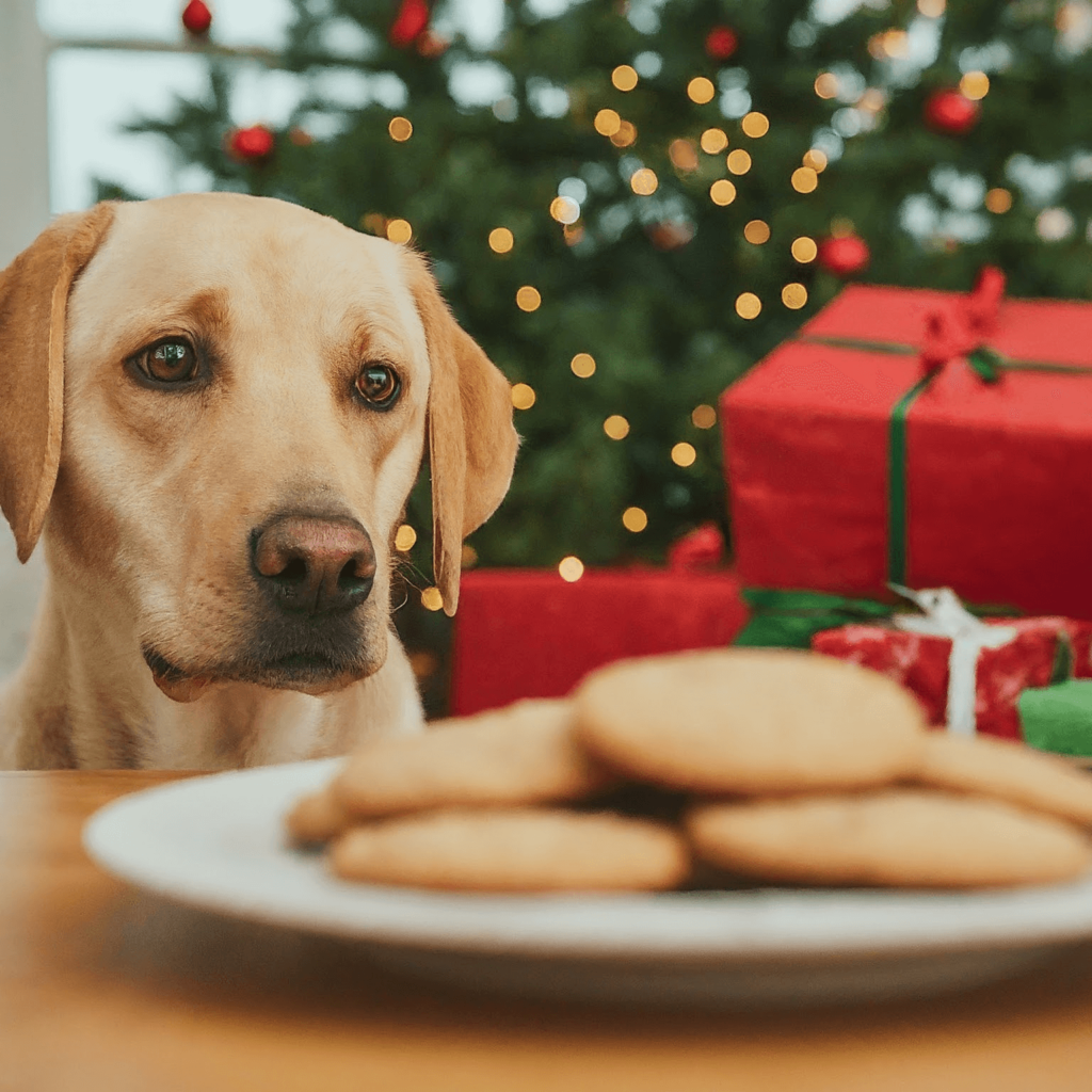 holiday foods, pet safety, dangerous foods, dog food, cat food, pet poisoning, holiday hazards, Thanksgiving dinner, Christmas dinner, Easter dinner, Halloween candy, chocolate poisoning, grapes, raisins, onions, garlic, nuts, alcohol, xylitol, pet owners, pet care, pet health, veterinary advice, animal emergency, pet first aid, pet toxins, pet nutrition, pet food safety, pet holiday tips, pet holiday care, pet holiday safety