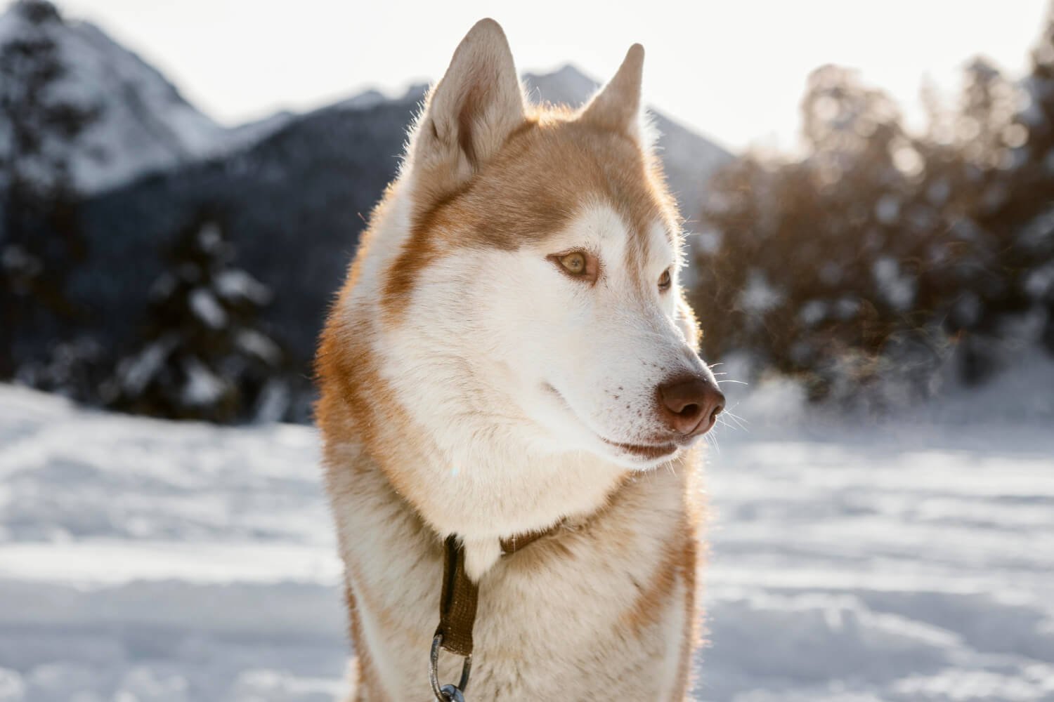 15 Husky Mixes That’ll Woo Your Heart