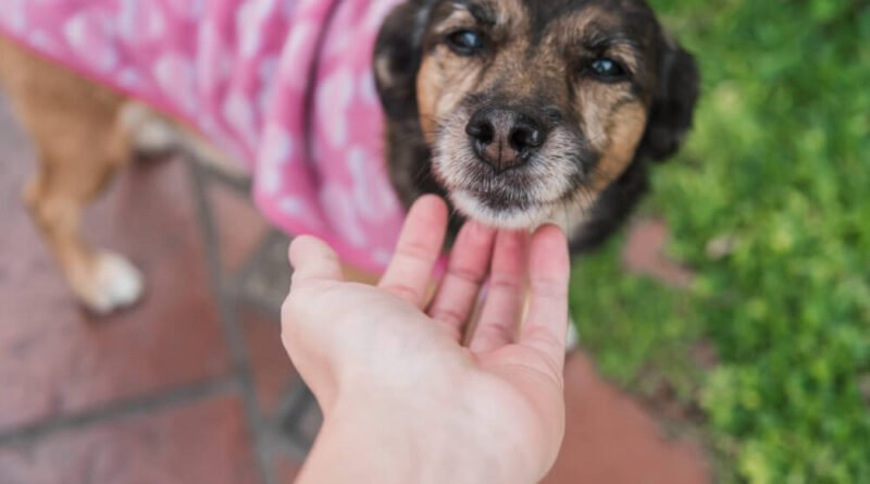 TSA Dog Adoption- Adopting Former TSA Pups