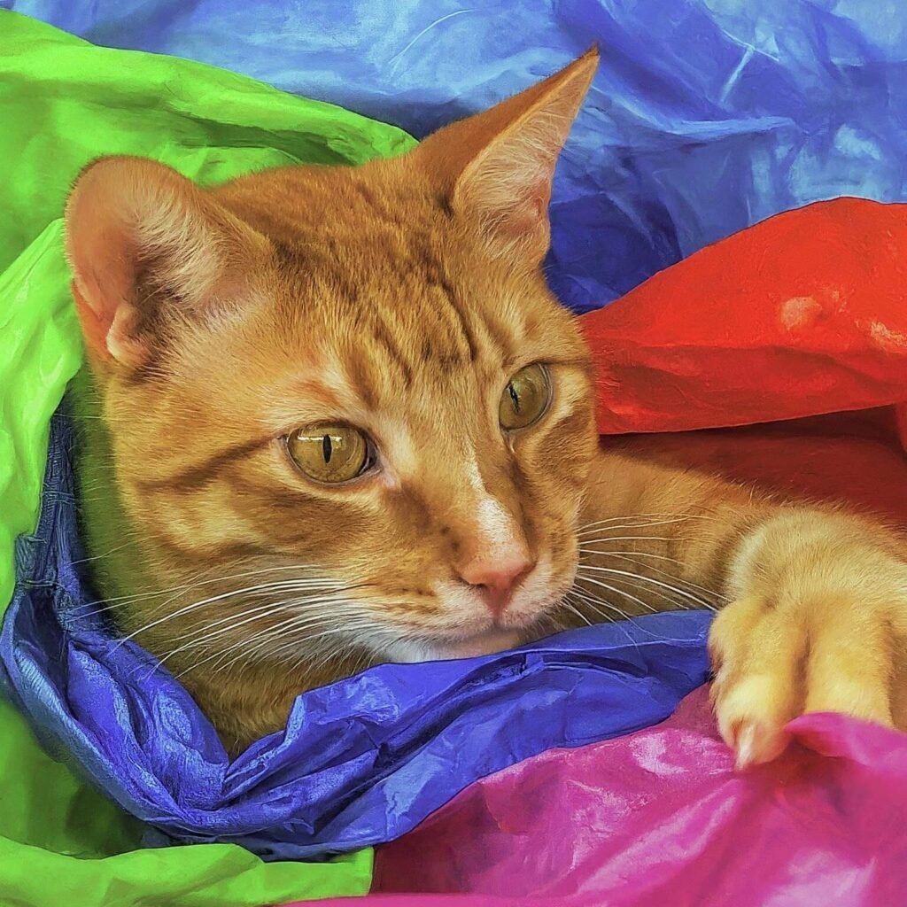 cat behavior, catnip alternative, cat safety, cats and plastic bags, crinkly noises, feline enrichment, fun for cats, keeping cats safe, noisy toys, playtime for cats, plastic bag dangers, preventing pica in cats, secure feeling for cats, sensory stimulation for cats, snuggly spaces for cats, surprising cat behaviors, unexpected cat attractions, why cats love bags, warm places for cats