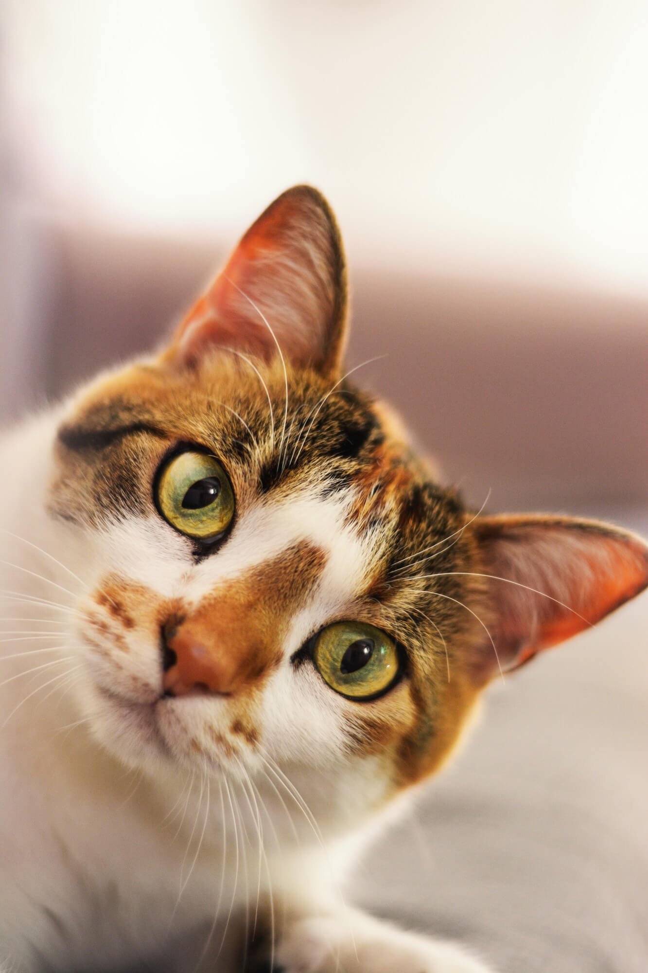Adopting a Kitten vs. An Older Cat: Pros and Cons