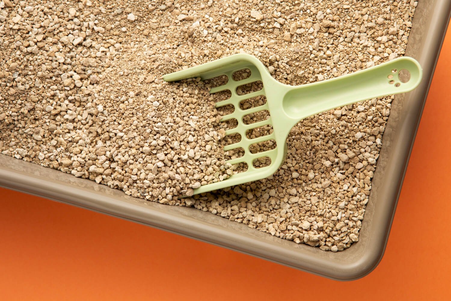 Bugs in Cat Litter Box: Vet-Approved Safety Guide