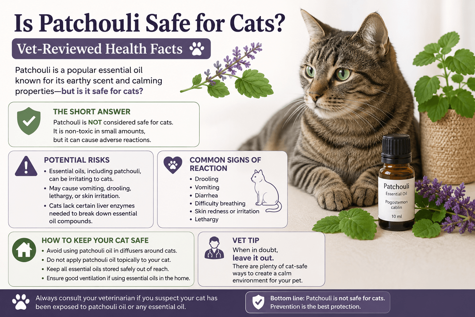 Is Patchouli Safe for Cats? Vet-Reviewed Health Facts