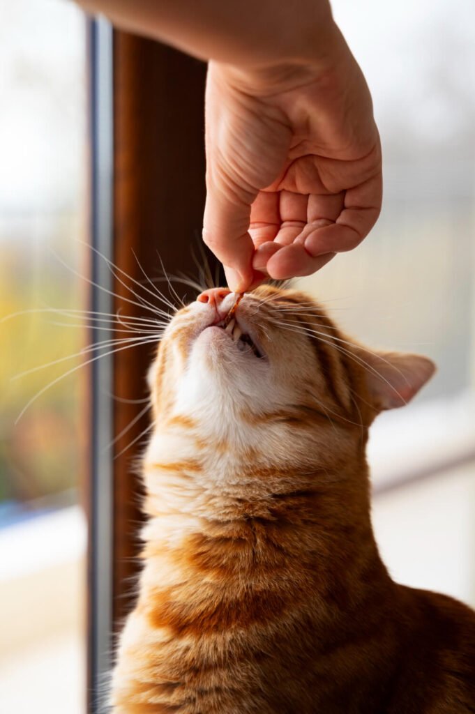 cat behavior, catnip alternative, cat safety, cats and plastic bags, crinkly noises, feline enrichment, fun for cats, keeping cats safe, noisy toys, playtime for cats, plastic bag dangers, preventing pica in cats, secure feeling for cats, sensory stimulation for cats, snuggly spaces for cats, surprising cat behaviors, unexpected cat attractions, why cats love bags, warm places for cats