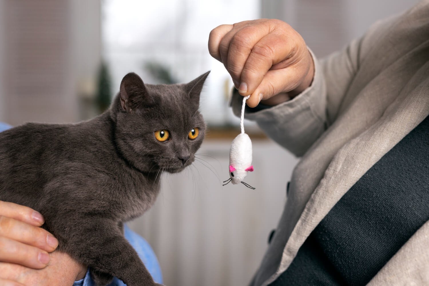 My Cat Brought Me a Mouse, What Should I Do?