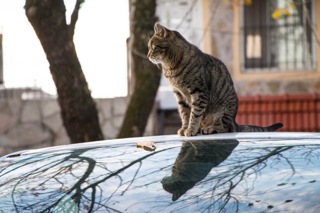 cat, limp tail, vet, possible issues, health, animal, pet, feline, tail, injury, disease, diagnosis, treatment, tail injury, tail disease, vet advice, cat care, pet care, animal health, feline health, tail wagging, tail drooping, tail limpness, cat limp, tail problem, cat tail problem, tail pain, cat tail pain, vet visit, tail examination, tail treatment