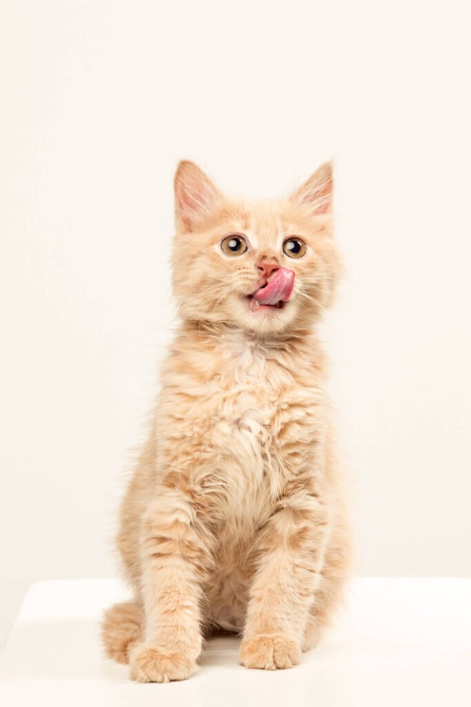 pet adoption, pet supplies, dog breeds, cat breeds, pet training, pet health, pet food, pet insurance, pet grooming, pet travel, pet photography, pet safety, vet clinics near me, best dog food, best cat food, cat litter, dog toys, cat toys, pet stores near me, dog walking, pet sitting, dog daycare, dog park near me, cat cafes near me, hypoallergenic dogs, senior dog care, puppy training, kitten care, cat behavior problems, dog behavior problems, pet loss, pet wellness, spaying and neutering pets, microchipping pets, traveling with pets, pet-friendly hotels, volunteering at animal shelters, donating to animal shelters, DIY pet enrichment, homemade pet treats, healthy pet recipes, best pet cameras, pet GPS trackers, automatic pet feeders, best pet beds, best scratching posts for cats, cat furniture, dog collars and leashes, pet carriers, ethical pet breeding, responsible pet ownership, exotic pets, aquarium fish care, reptile care, bird care, small animal care, senior pet care, multi-pet households, introducing new pets, pet first aid, signs of illness in pets, pet emergency preparedness, adopting senior pets, adopting special needs pets, fostering pets, finding lost pets, and responsible pet waste disposal.