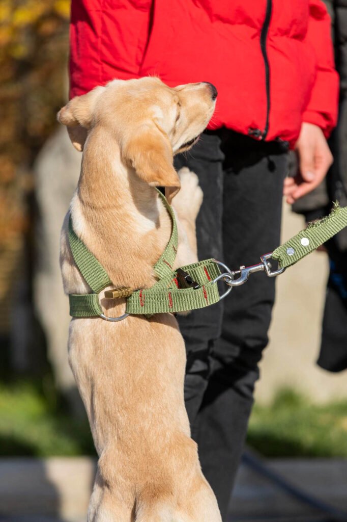 pet adoption, pet supplies, dog breeds, cat breeds, pet training, pet health, pet food, pet insurance, pet grooming, pet travel, pet photography, pet safety, vet clinics near me, best dog food, best cat food, cat litter, dog toys, cat toys, pet stores near me, dog walking, pet sitting, dog daycare, dog park near me, cat cafes near me, hypoallergenic dogs, senior dog care, puppy training, kitten care, cat behavior problems, dog behavior problems, pet loss, pet wellness, spaying and neutering pets, microchipping pets, traveling with pets, pet-friendly hotels, volunteering at animal shelters, donating to animal shelters, DIY pet enrichment, homemade pet treats, healthy pet recipes, best pet cameras, pet GPS trackers, automatic pet feeders, best pet beds, best scratching posts for cats, cat furniture, dog collars and leashes, pet carriers, ethical pet breeding, responsible pet ownership, exotic pets, aquarium fish care, reptile care, bird care, small animal care, senior pet care, multi-pet households, introducing new pets, pet first aid, signs of illness in pets, pet emergency preparedness, adopting senior pets, adopting special needs pets, fostering pets, finding lost pets, and responsible pet waste disposal.