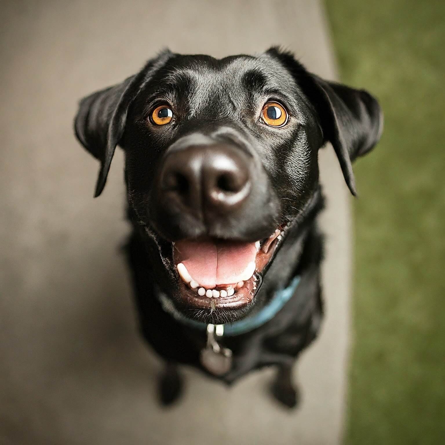 Can Adding Oil Benefit Your Dog’s Health? Exploring the Options and Their Uses