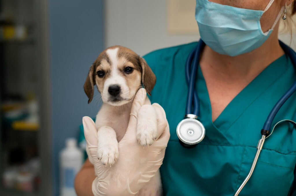 24 hour vet near me, pet emergency, veterinary care, animal hospital, emergency vet, vet clinic, pet health, animal health, pet emergencies, veterinary services, emergency vet care, animal care, pet first aid, vet clinic near me, emergency vet services, 24 hour vet clinic, pet health tips, pet emergencies at home, pet emergency care, emergency vet contact, pet emergency preparedness, vet clinic for emergencies, animal emergency, pet medical emergency, emergency vet hospital, pet emergency treatment, 24 hour vet hospital, pet emergency room, veterinary emergency services, pet emergency hotline