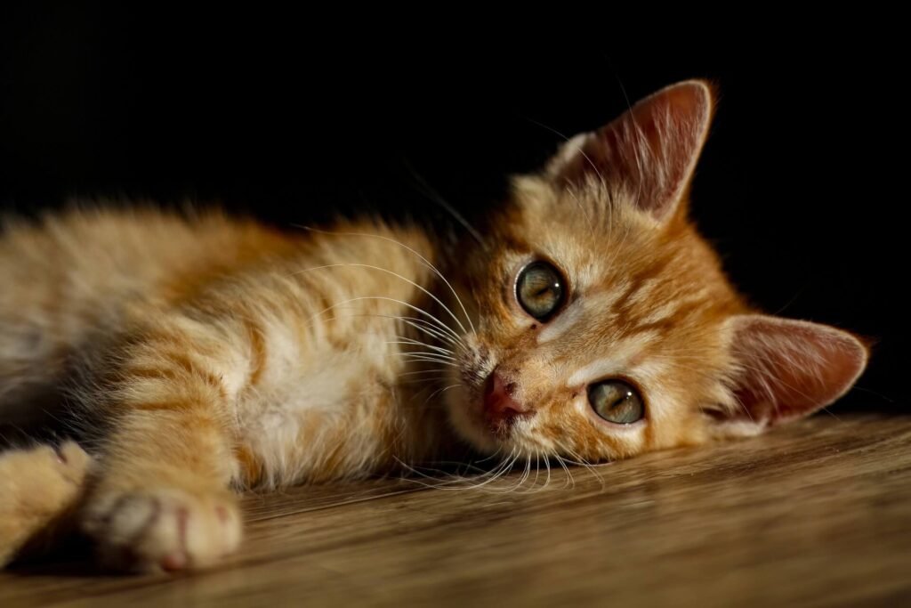 kitten killer virus, feline panleukopenia, feline distemper, cat health, cat disease, pet health, pet disease, veterinary medicine, animal health, animal disease, kitten care, cat care, pet care, pet owner, veterinarian, vet, animal hospital, animal clinic, cat vaccination, pet vaccination, pet prevention, disease prevention, pet safety, cat safety, animal welfare, pet welfare, pet adoption, cat adoption, pet rescue, cat rescue, animal rescue