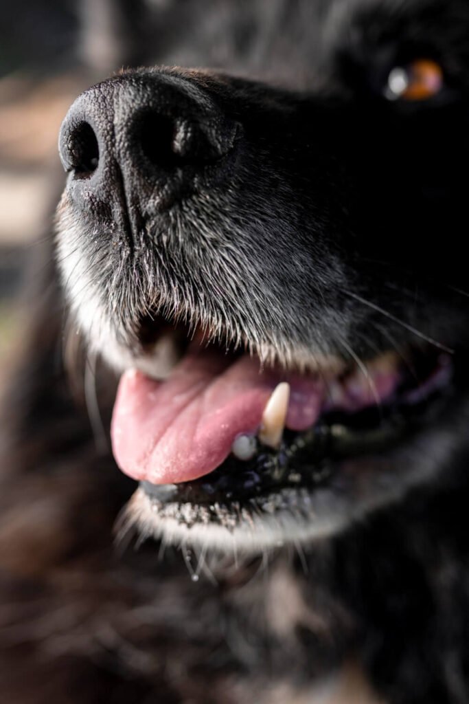 dog, dry nose, dehydration, stress, allergies, infection, medications, pet health, veterinary care, dog care tips, dog health problems, dog nose care, dog behavior, dog training, dog nutrition, dog grooming, dog breeds, dog accessories, dog safety, dog lifestyle, dog companionship, dog love, dog loyalty, dog joy, dog happiness, dog friendship, dog family, dog community, dog awareness, dog advocacy