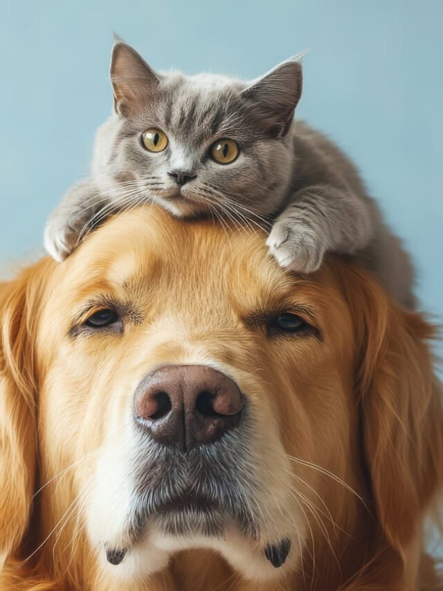 Hilarious Pet Videos That Will Make Your Day!