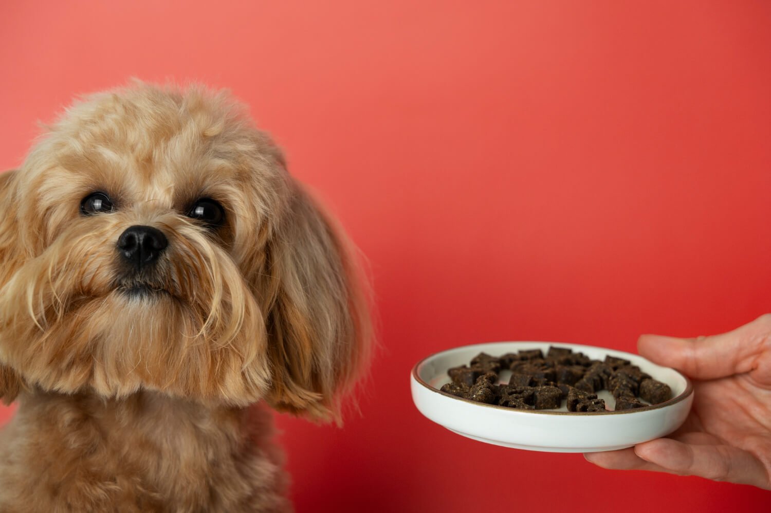 Best Pet Food for Optimal Nutrition: Feed Your Pets Right