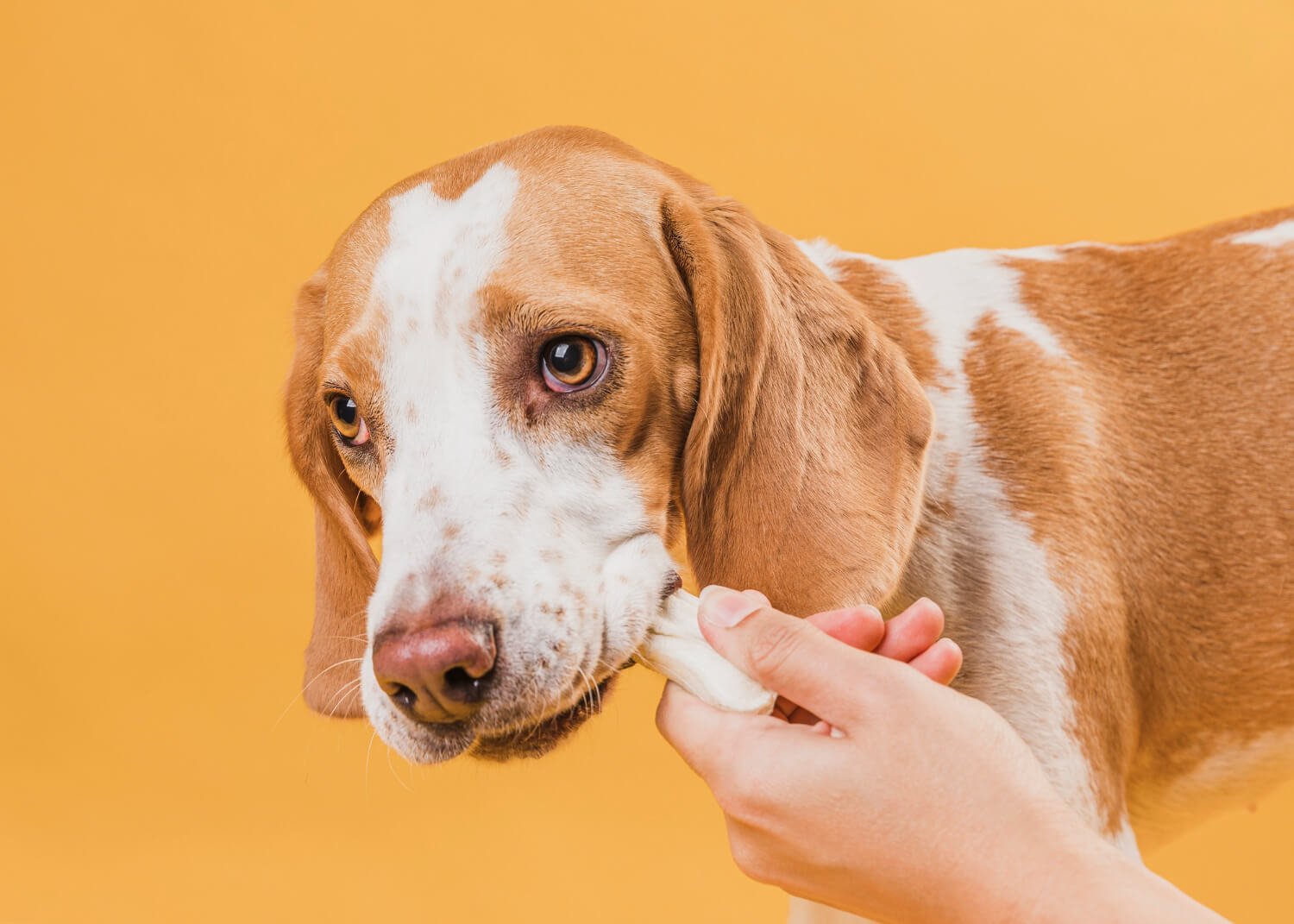 How Do You Know If Your Dog Has Worms? | Pet Care Guide