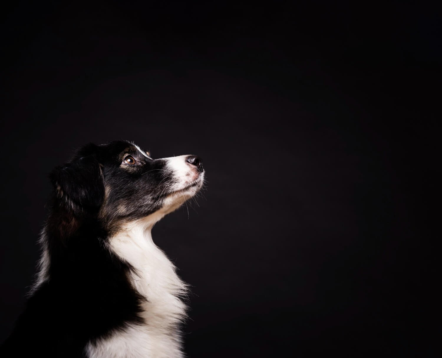 How to Stop Your Dog from Barking at Night: Effective Solutions for Peaceful Sleep
