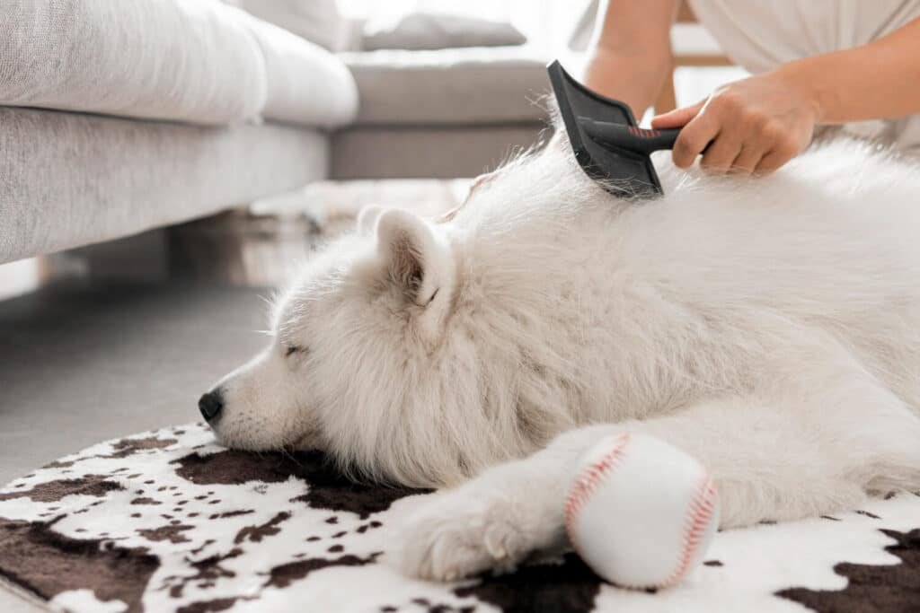 Taming the Fur Storm: Your Ultimate Guide to Reducing Dog Shedding