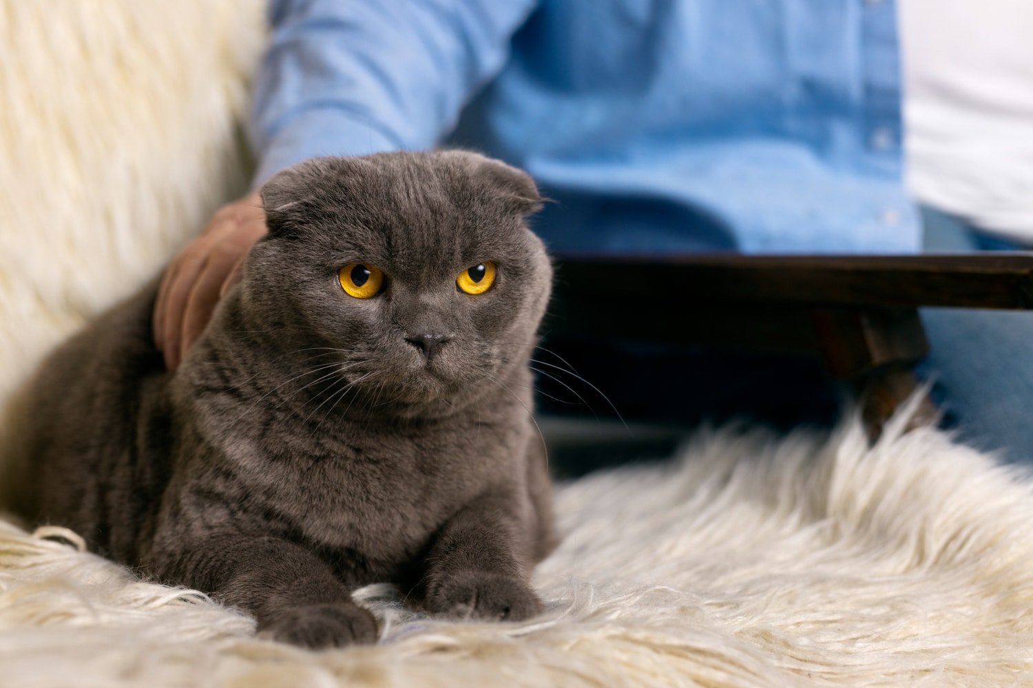 The Purr-fect Companions: 7 Regal Cat Breeds Fit for Royalty