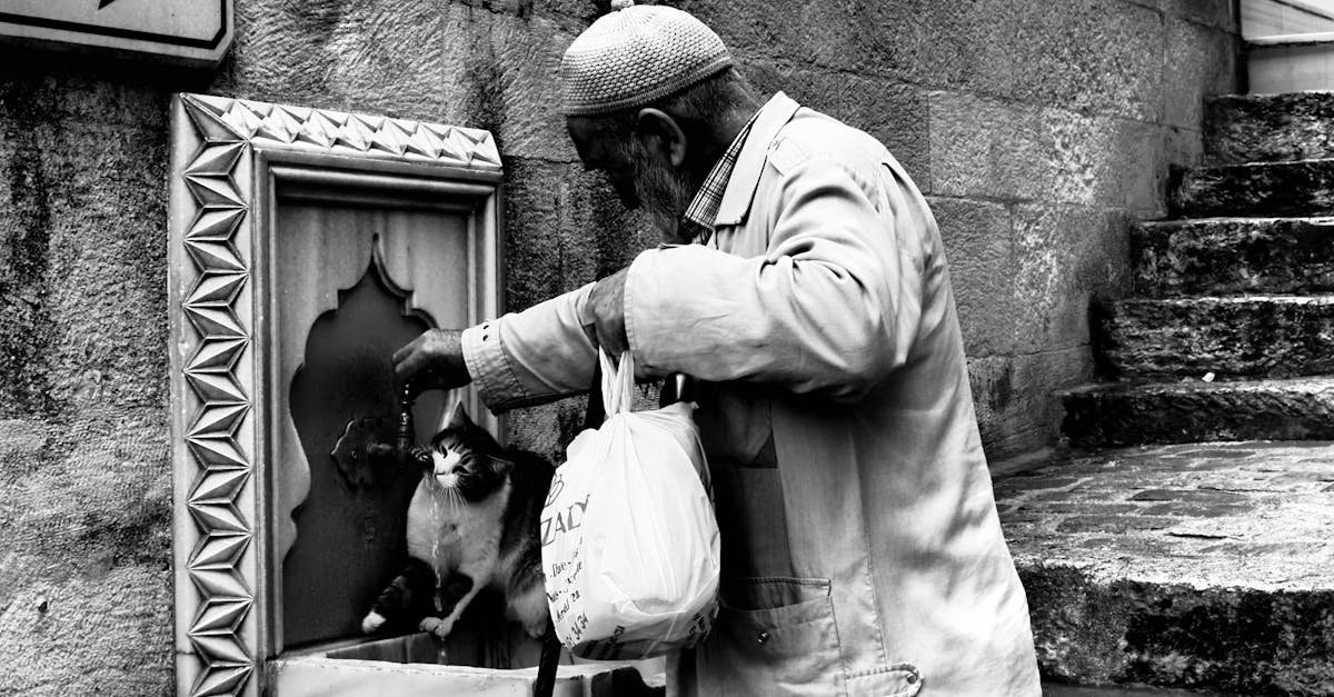 Elderly Cat Snuggles Reveal Essential Senior Pet Care