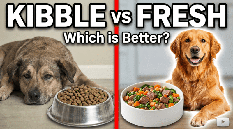 Spot & Tango Why Fresh Pet Food Is Best For Your Dog