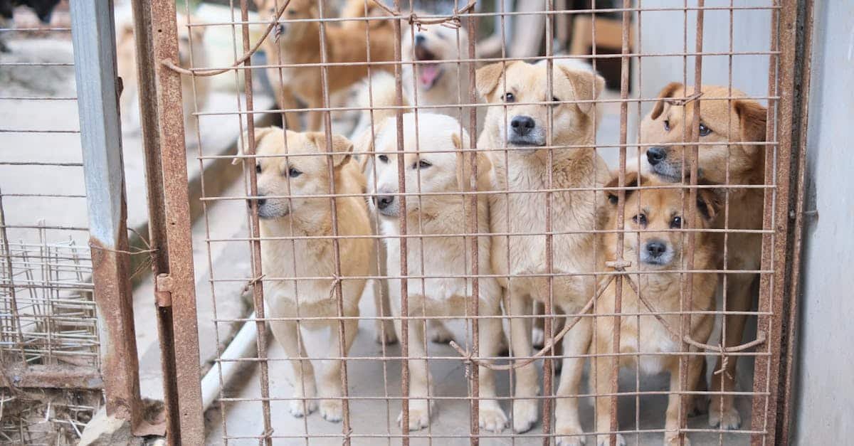 Hunny’s Journey How Rescue Dogs Regain Mobility