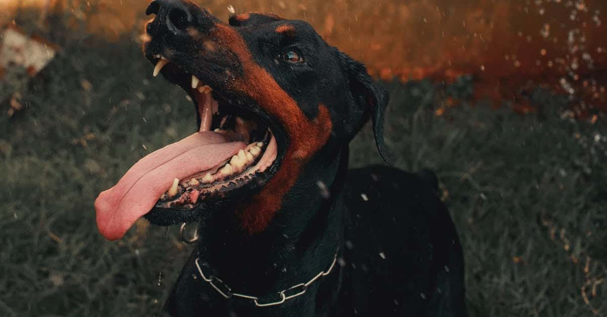 Dogster Weekly Photo Contest Happy Tongue Out Smiles