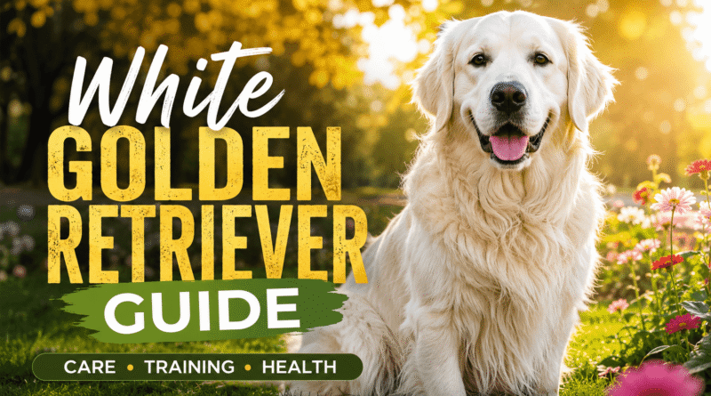 Cream Golden Retrievers