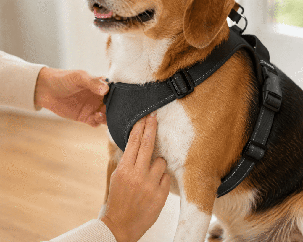 Harness to Your Dog